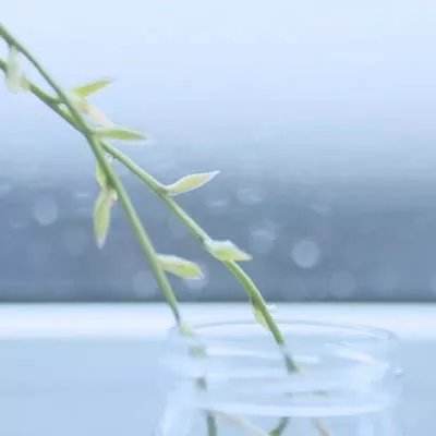 口袋妖怪漆黑的魅影5.0下载